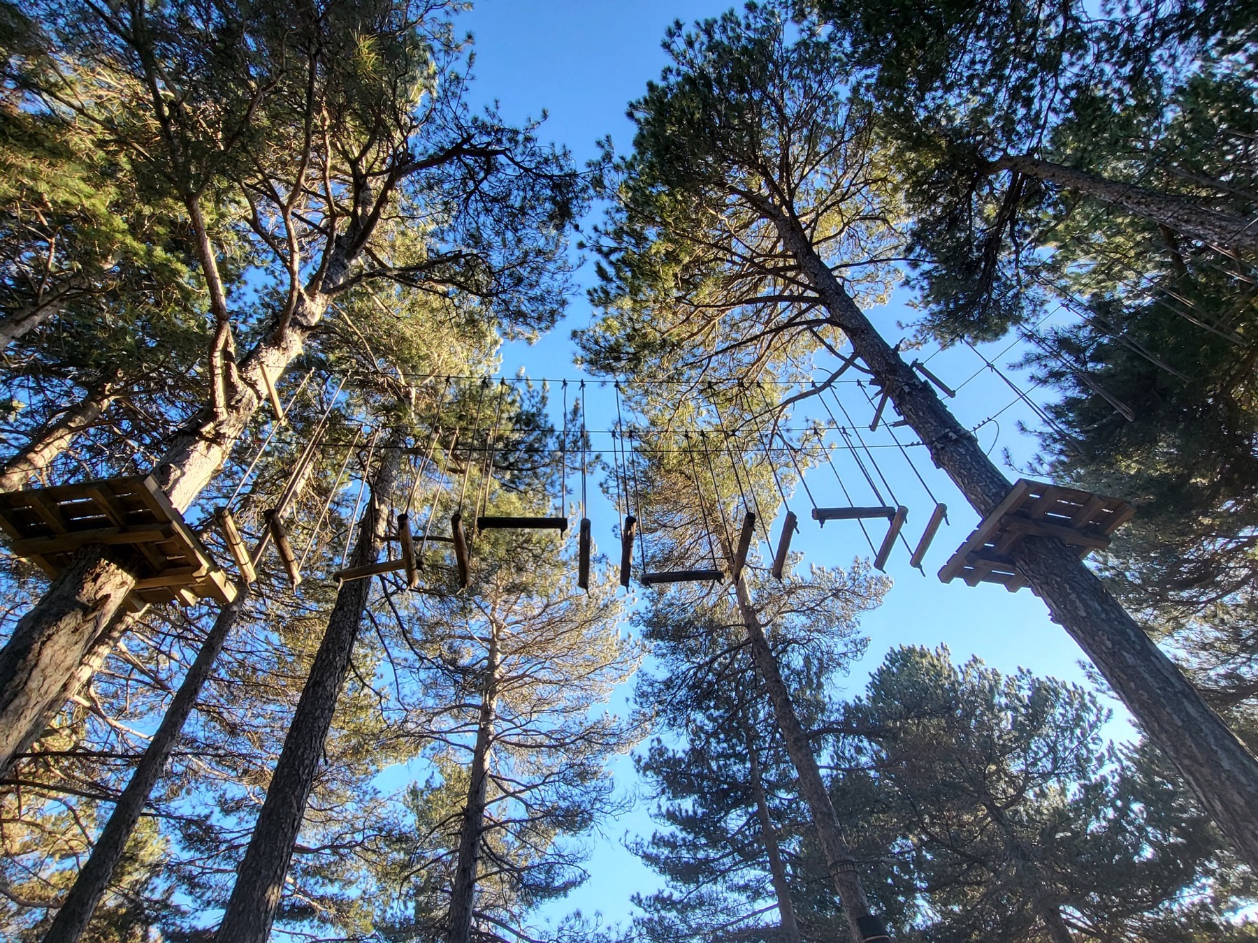 Percorso acrobatico tra i pini del parco