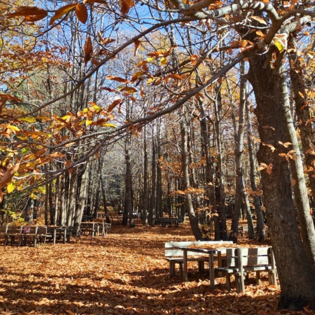 Area Pic nic