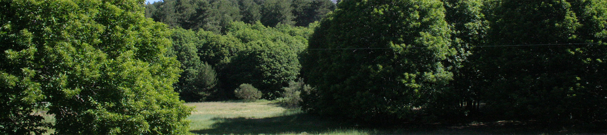 Percorso sospeso tra gli alberi di EtnAvventura